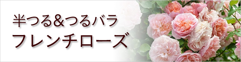 半つる つるバラ フレンチローズ ホームセンター通販のカインズ