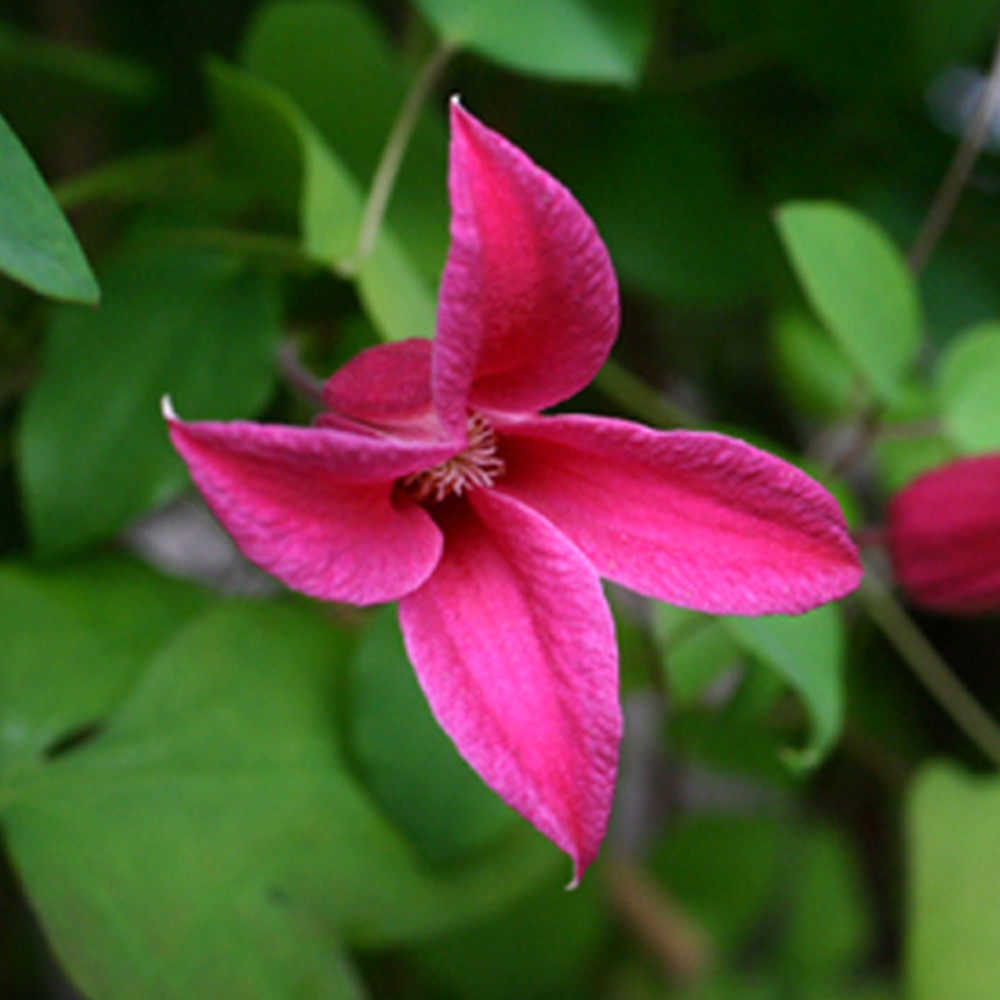 Apictnyohyndd いろいろ カインズ 花の苗 カインズ 花の苗