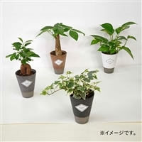 観葉植物の一覧ホームセンター通販のカインズ