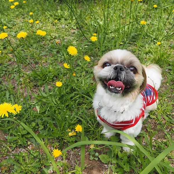 犬と 暮らす ホームセンター通販のカインズオンラインショップ